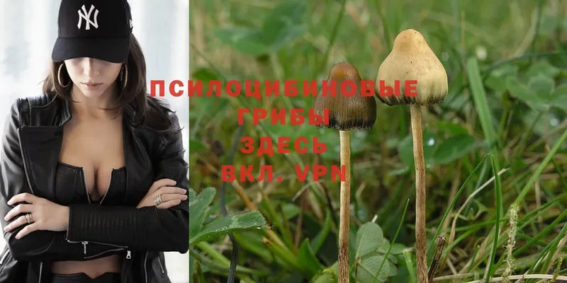 Галлюциногенные грибы Psilocybe  где купить   Карасук 